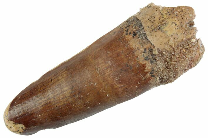 Fossil Spinosaurus Tooth - Feeding Worn Tooth #368066
